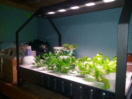 After 1 month under the VAXAR light we nearly have salad ready