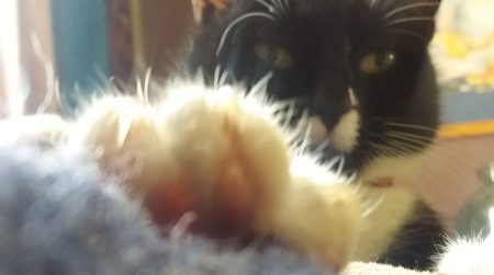 cat paw