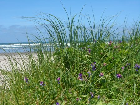 Ocean View Nature Close-up Flower Ocean Sea Grass