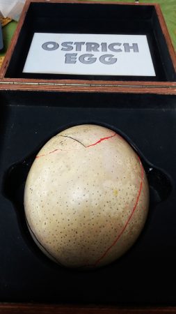 mended ostrich egg