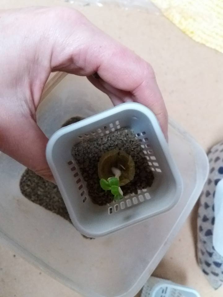 Ikea growing less stuff decluttering for non minimalists